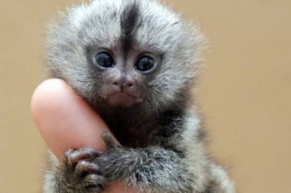 Медведь Калуга instagram