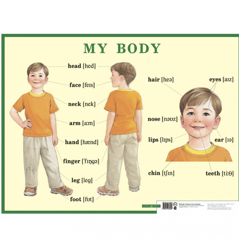 Строение тела человека. My body. Наглядное пособие по английскому языку для начальной школы Медведь Калуга