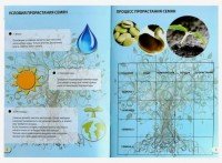 Набор для опытов «Наука о растениях» Медведь Калуга