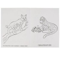 323154   Удивительные животные. Раскраска. 214х290 мм, 16 стр. Умка в кор.50шт Медведь Калуга