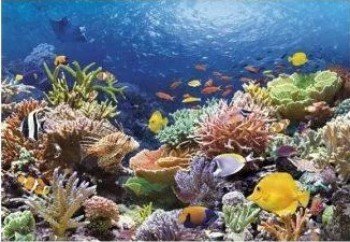 Пазлы 1000 Коралловый риф Медведь Калуга