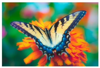 Алмазная мозаика Красивая бабочка, 17х22 см, 23 цв, полн. заполнение, с подр. Медведь Калуга